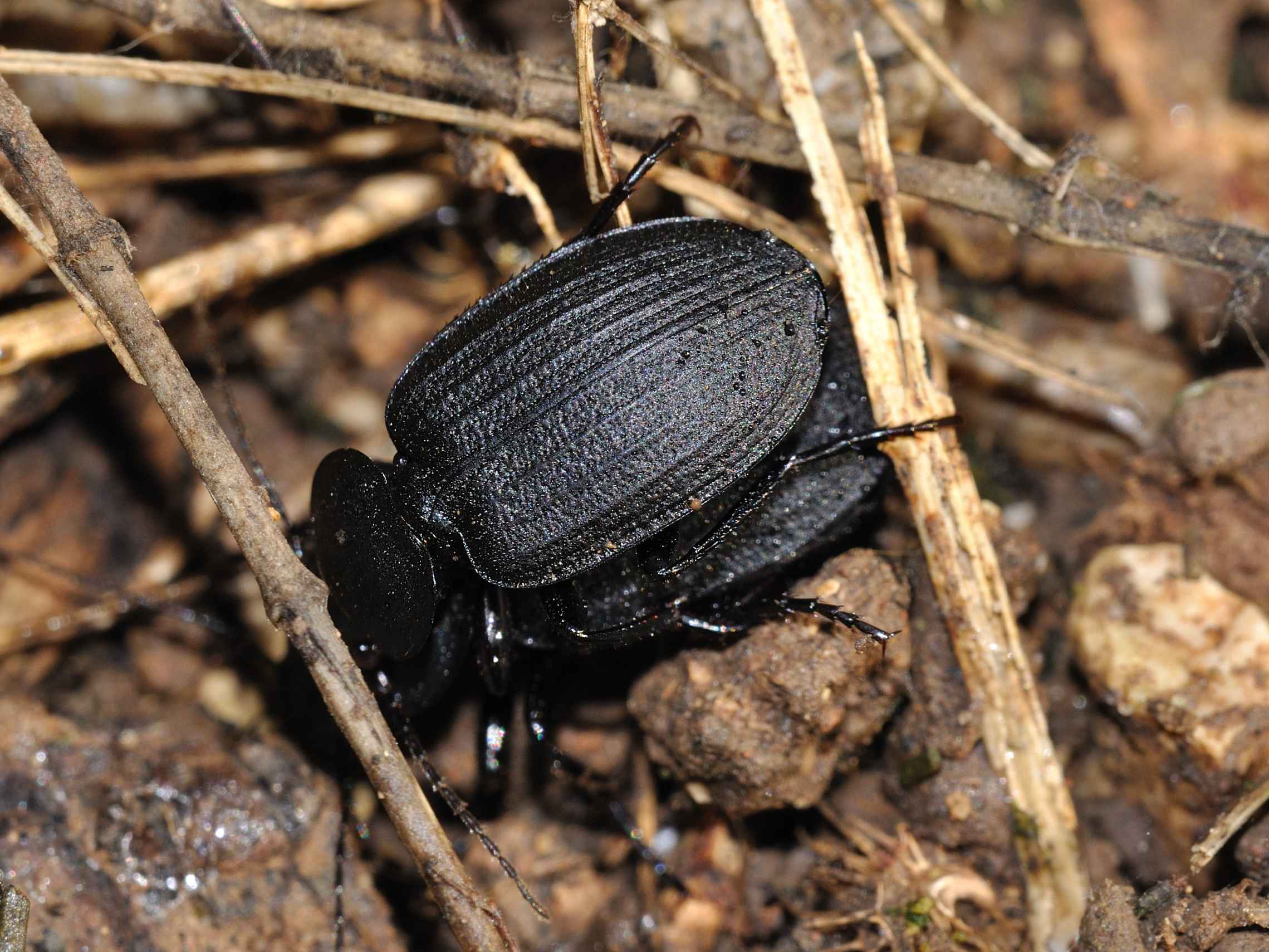 Licinus silphoides